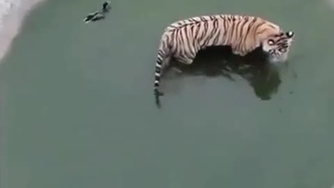 tiger trict by a duck.mp4