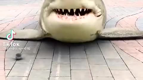 FUNNY SHARK - FUN TIKTOK VIDEO