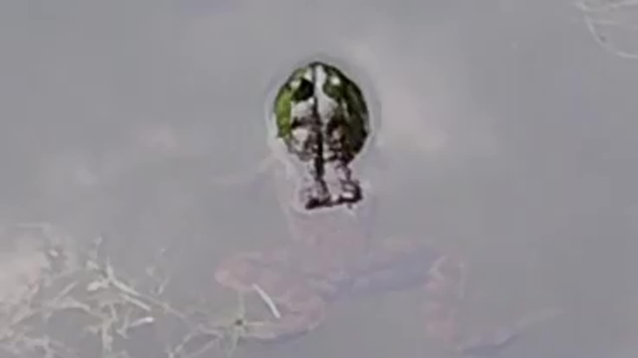 The Frog