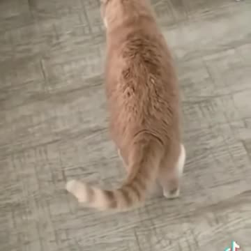 Funniest Animals 2023 😂 Funny Dogs and Cats Videos