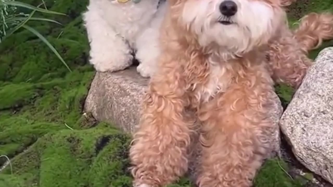 Funny Animals videos cute puppies don't stop laughing 🤣😅