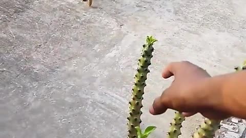 Dog protecting a plant