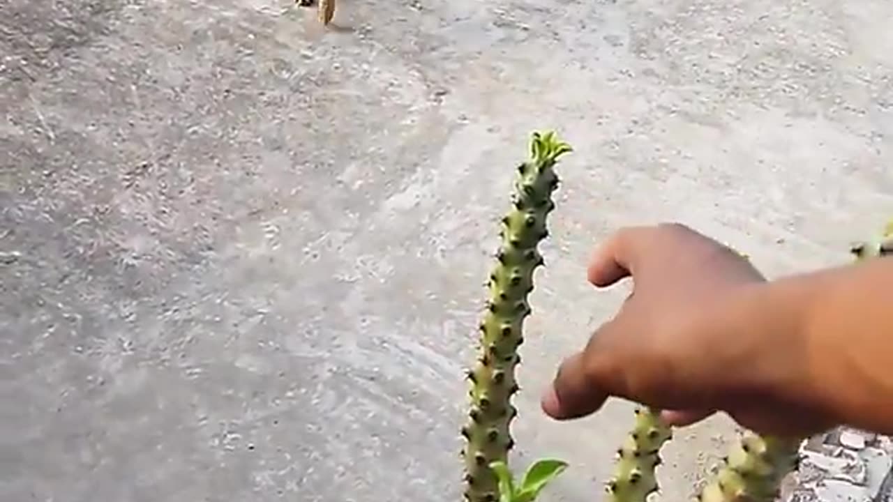 Dog protecting a plant