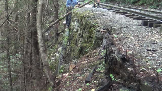 Cutting A Tree Growing Out Of A Retaining Wall