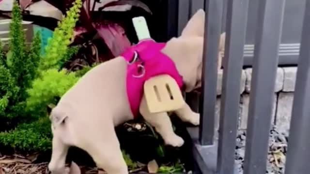 Did you laugh at this video? The little dog can't get out