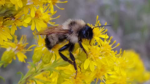 Bombus Citrinus