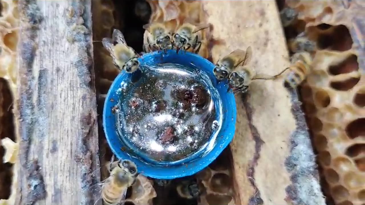 Honey bee feeding behavior