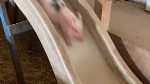 Little pig on the slide