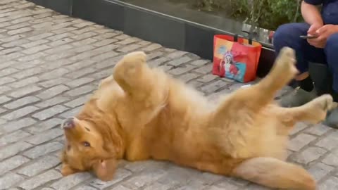 A dog rolling on the ground