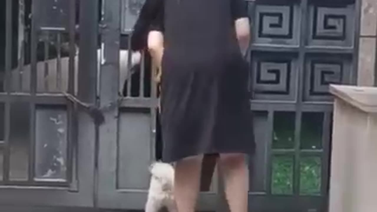 Funny 🤣 dog video