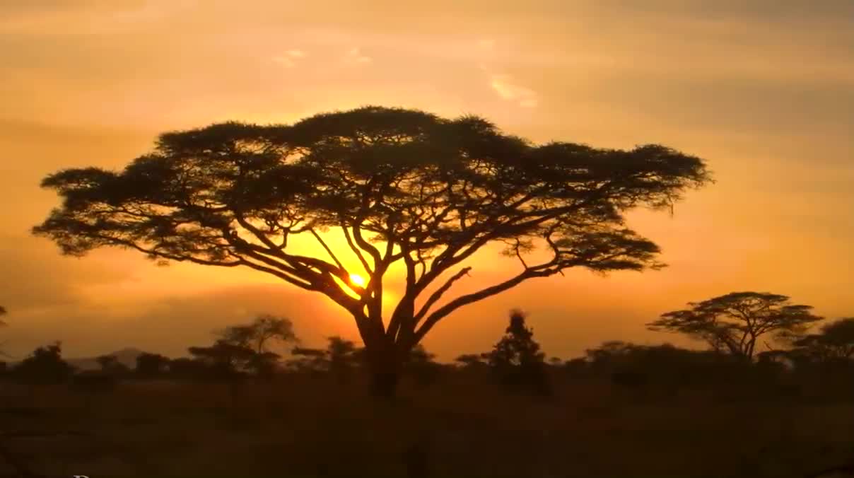 Scenic Wildlife Film With African Music (6)