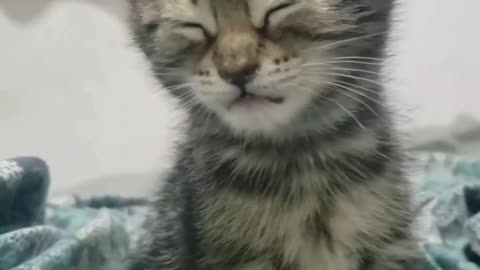 Sleepy cute cat