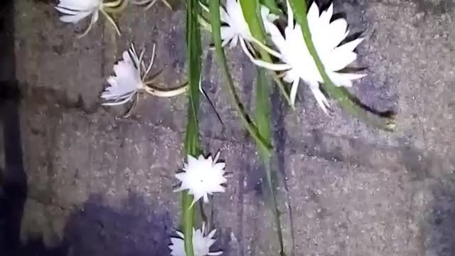 Beautifull Flower At Night