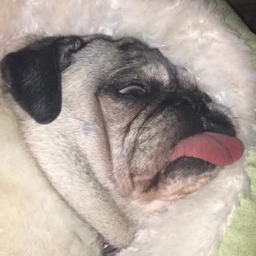 Pug roncador duerme con los ojos abiertos y la lengua afuera