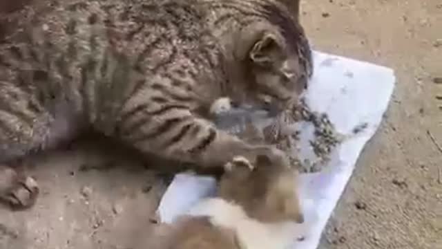 Cat funny