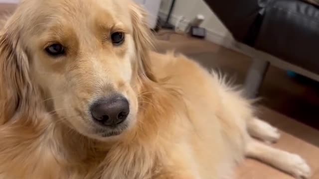 Appreciation of the best Dog in the year #pet #dog #foryou #cute