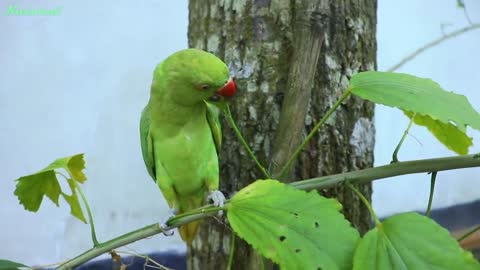 Loud Parrot Chirping Angry Voice - Natural Parrot Sounds - Parrot Calling Sounds --p2