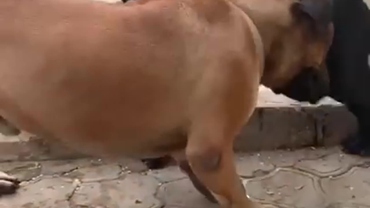 When two Boerboel meet....