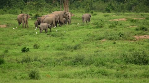 Elephants