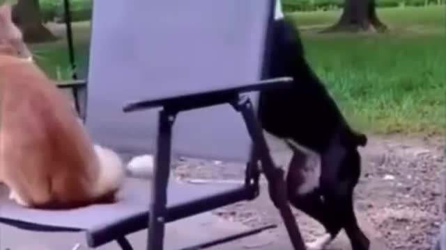 THE BEST OF SMART, CUTE AND FUNNY ANIMAL VIDEOS
