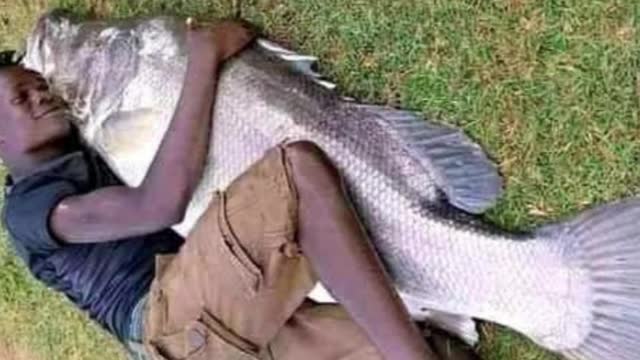 Amazing Catch, Great Fish from the great River NIle