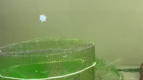 Fish iqurium