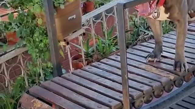 Dog Exercises on Wooden Treadmill