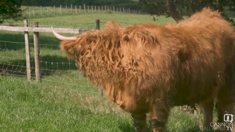 Mary and Hettie have returned - Cannon Hall Farm