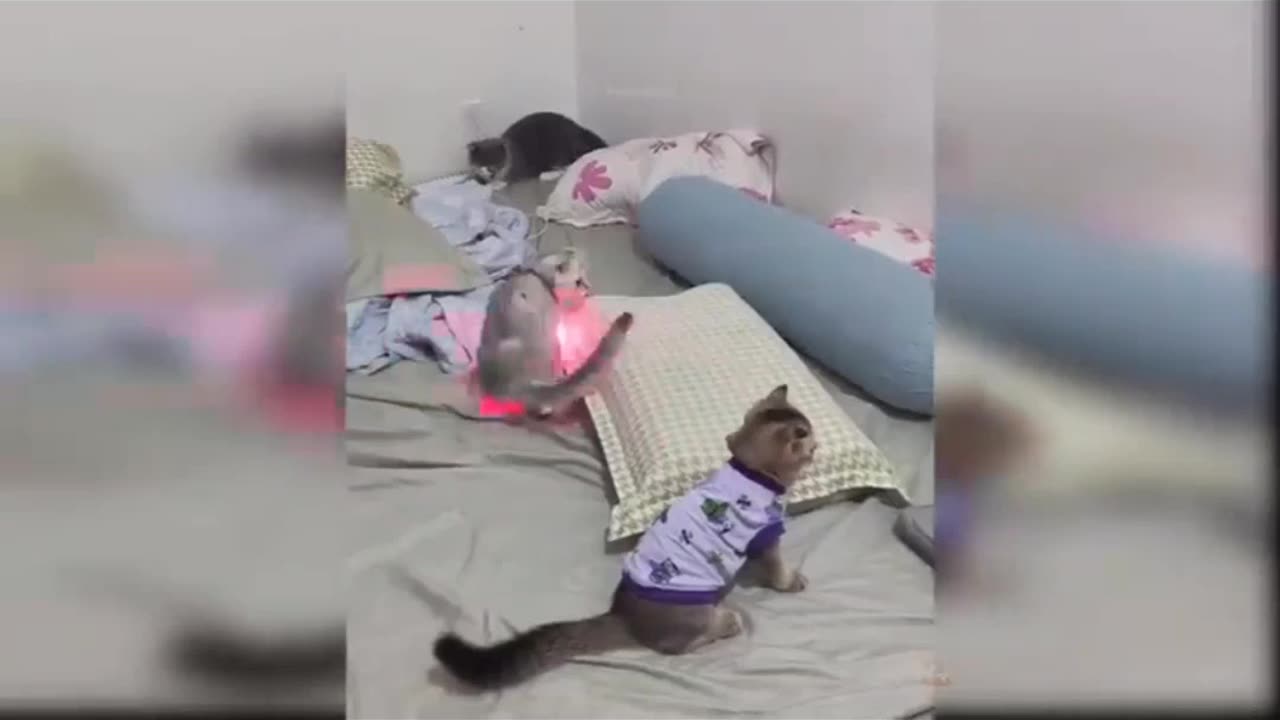 Cats playing with leasear