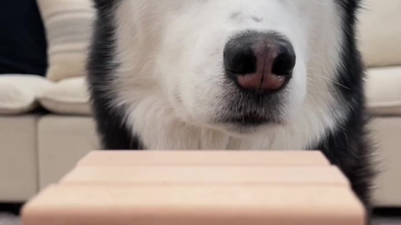 A Typical Game Night With My Huskies…