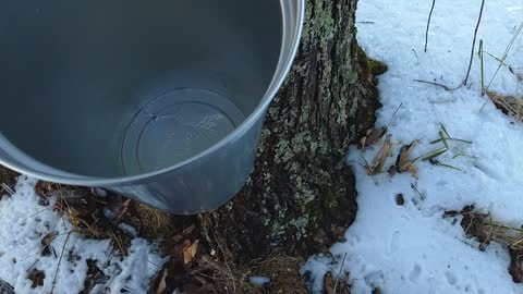 Tree Sap, Day 6