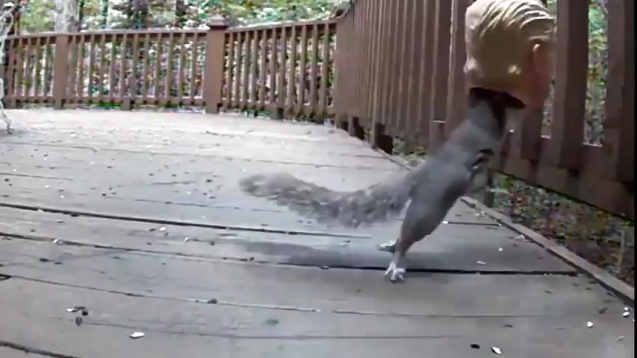 I’ve now seen it all — A Donald Trump squirrel feeder!!! 😂🤣😂🤣