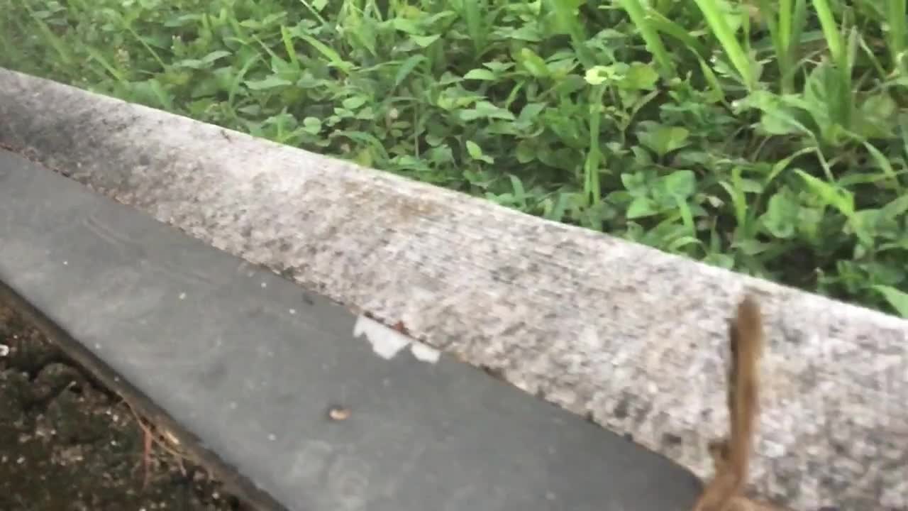 Lizard Derps: Lizards doing funny things in Epic Slow Motion