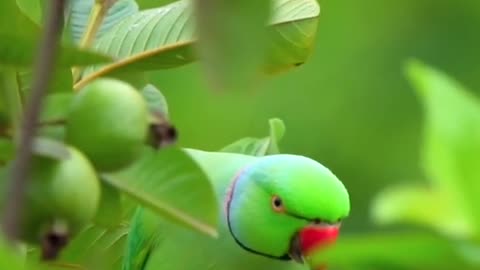 Tia bird video.Tia bird is eating food.