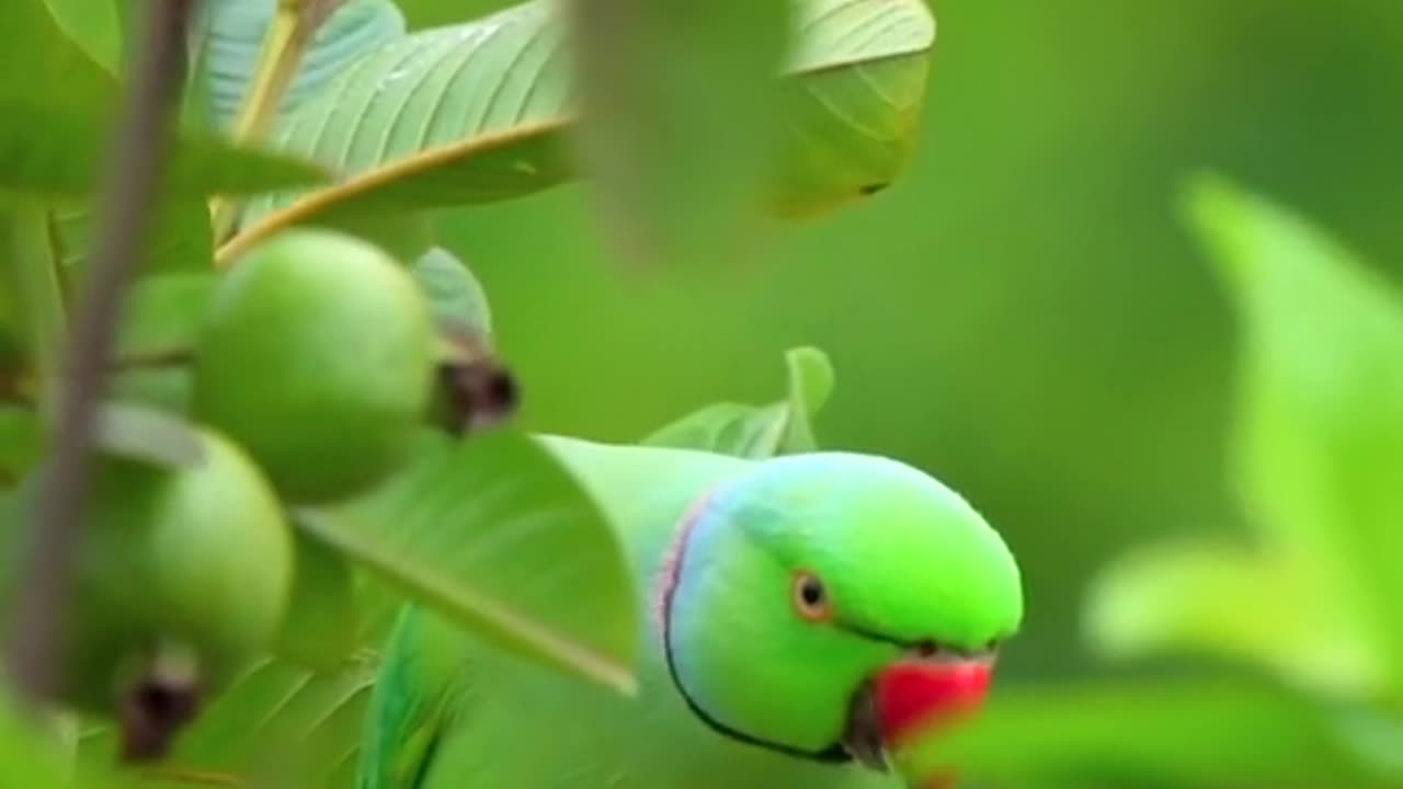 Tia bird video.Tia bird is eating food.