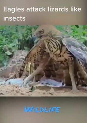 Eagles attack wild animals funny