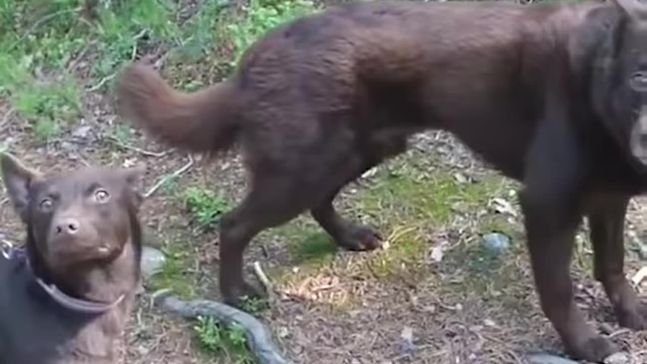 Dogs Stay Stunningly Still