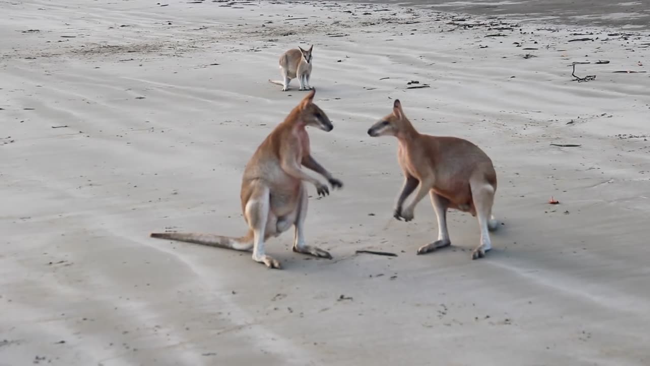 Wallaby Fight on the beach of Cape Hillsborough