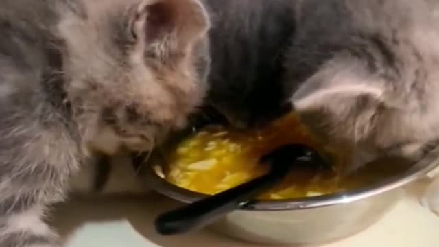 I smiled. All the other cats were eating. He was in the sugar bowl?