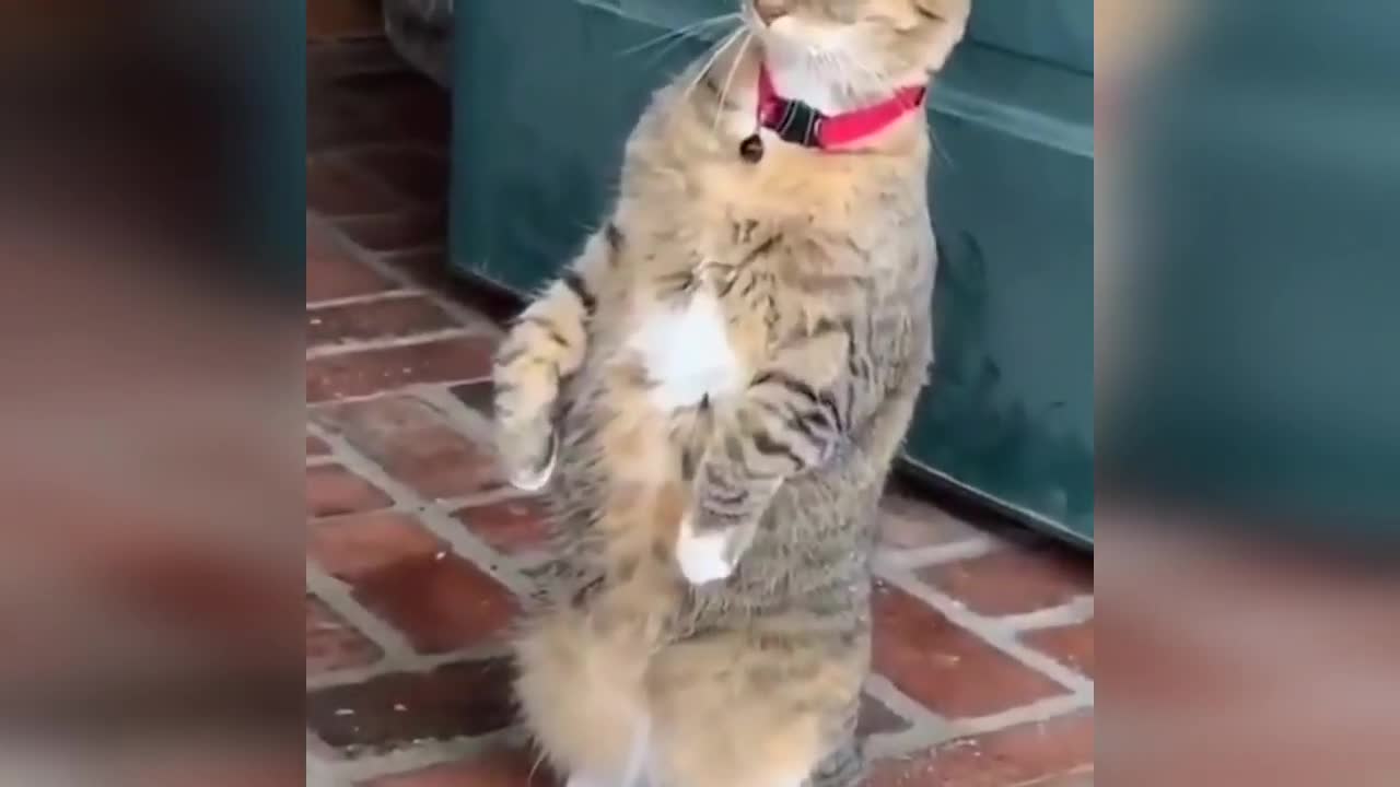 💖Funny videos about cats and cats 2022💖