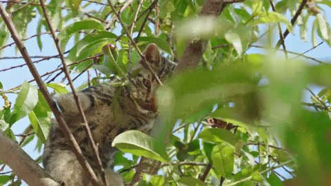 Adult cat enjoying on a tree