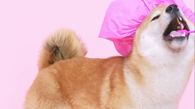 A dog brushing his teeth