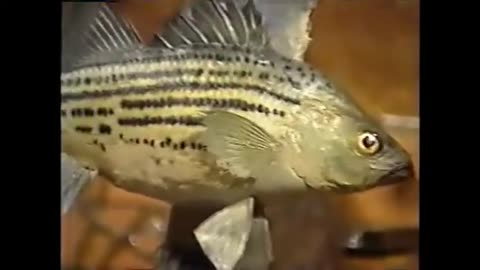 How to Paint a Yellow Bass