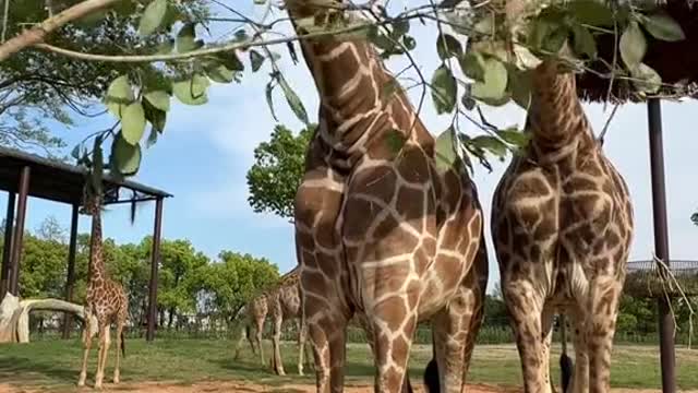 giraffes