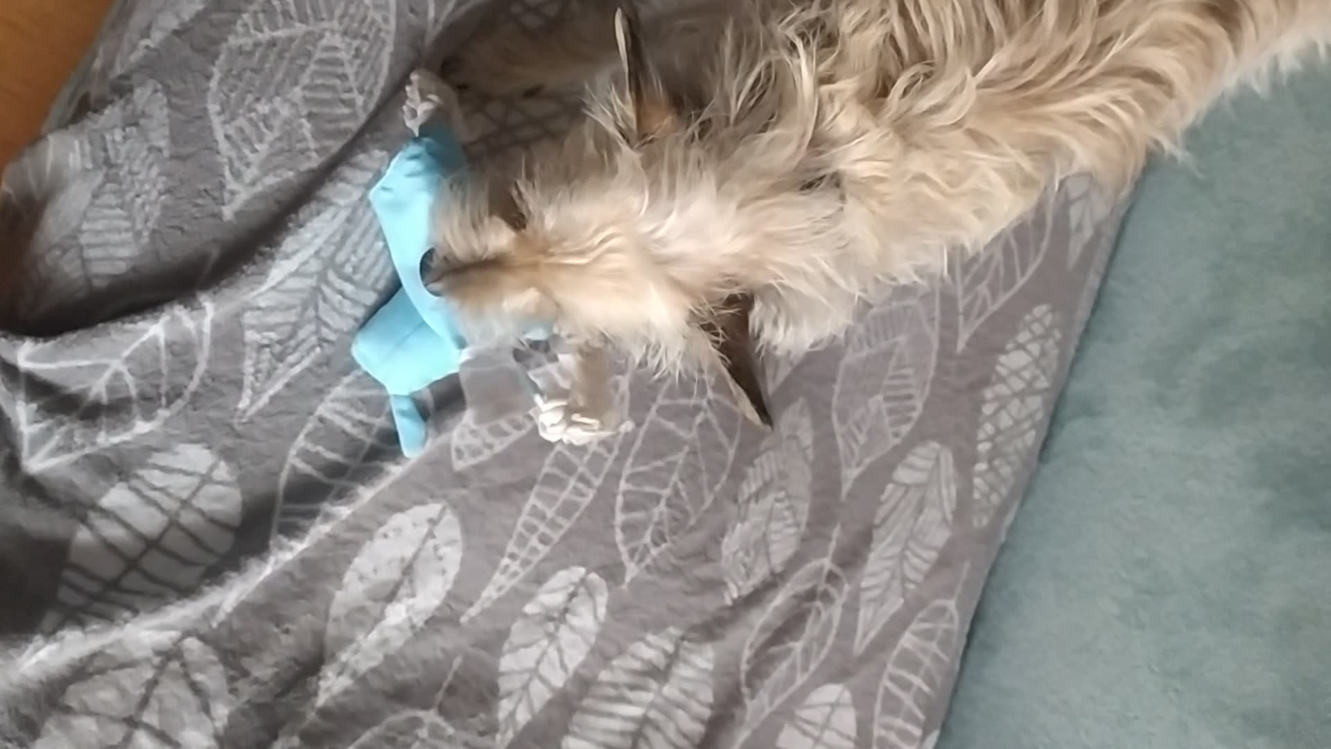 My funny Luna 😁♥️🐕