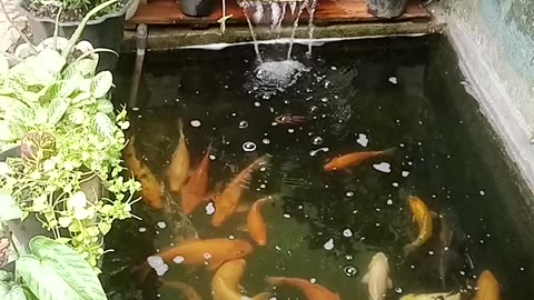 gurame fish