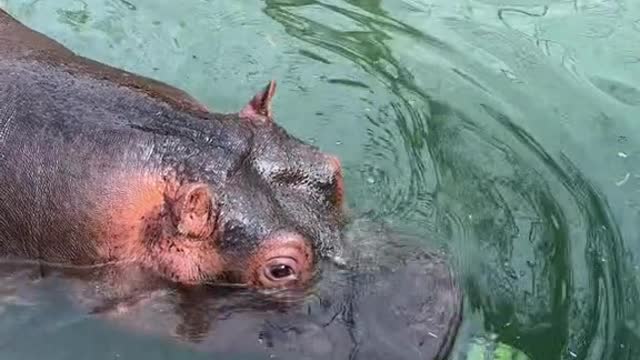 What if I want watermelon, too