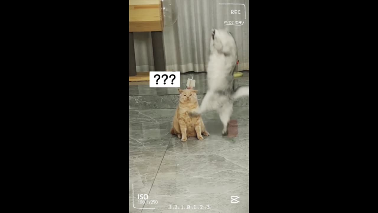 Cat play game