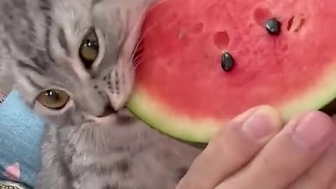 The kitten suddenly eat watermelon flesh and its eyes