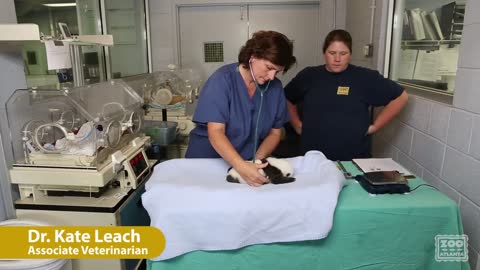 Giant Panda Cub Exam